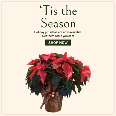 Classic Large Poinsettia in Basket